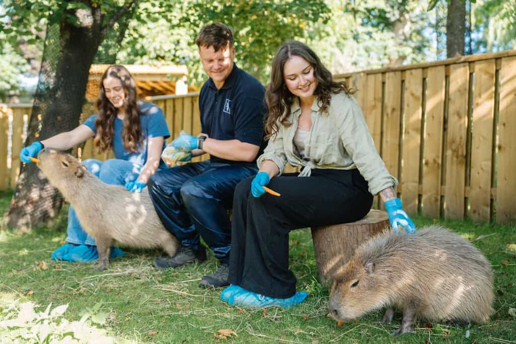 Edinburgh Zoo Capybaras