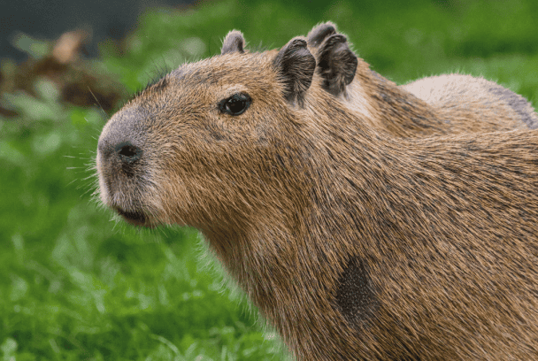 Capybaras Twycross Zoo