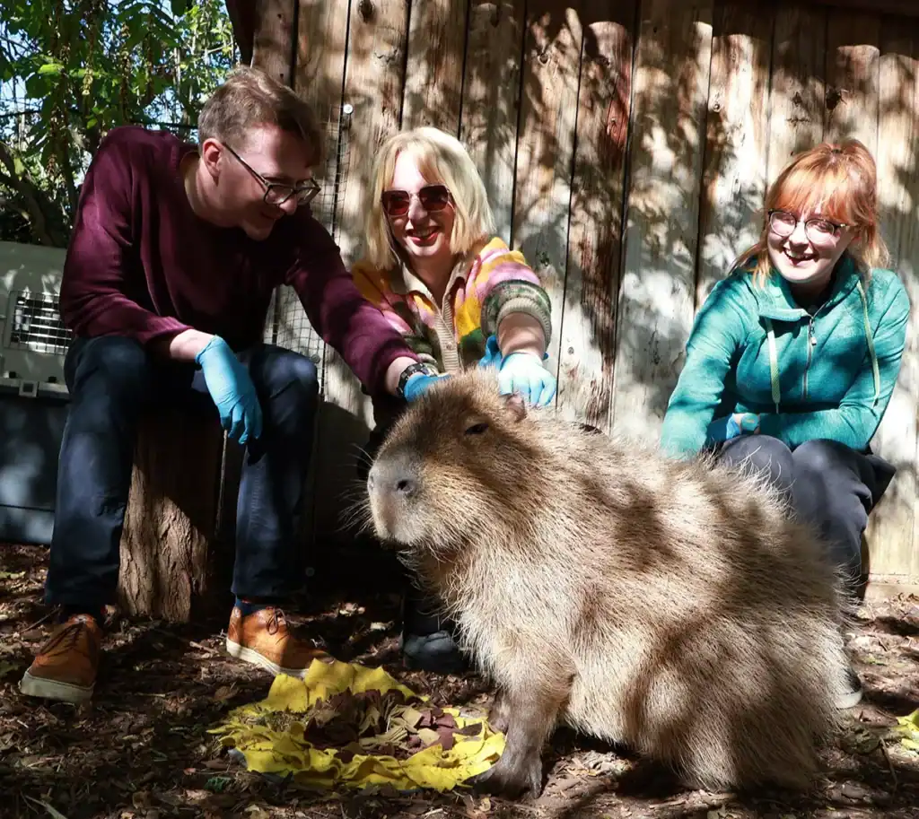 London Zoo Capybaras