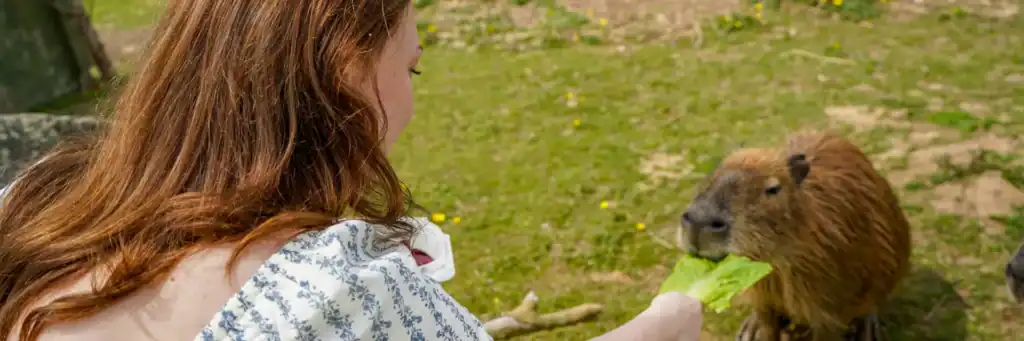 Noah's Ark Zoo Farm Capybaras