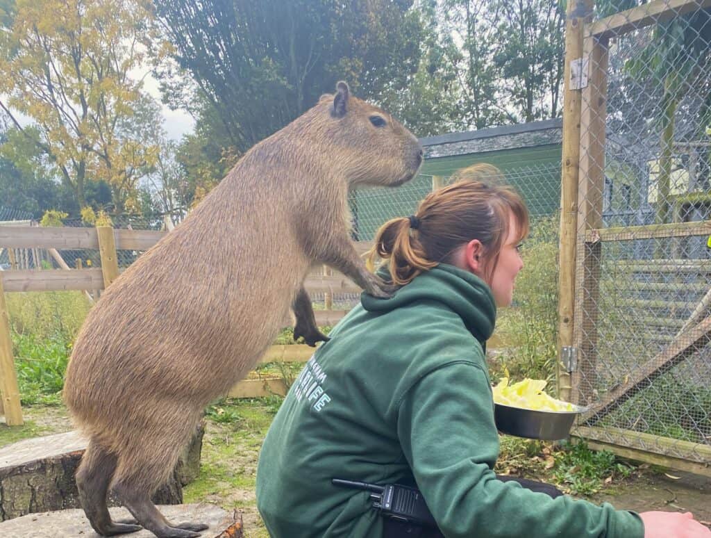Wingham WIldlife Park Capybaras
